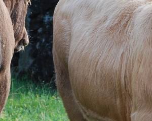 Carne de Bovino continua com preços altos nos mercados internacionais
