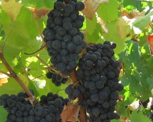 CASA SANTOS LIMA – A ADEGA COM MELHOR DESEMPENHO QUALIDADE-PREÇO de acordo com a WINE SPECTATOR