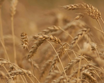 Castelo Branco acolhe sessão de formação para empreendedores agrícolas