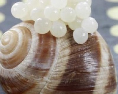 Caviar Branco português: um negócio emergente de 1.500€ por kilo