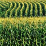 CE autoriza pólen de milho geneticamente modificado