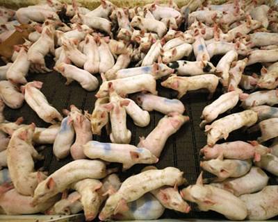 CE publica lista de doenças animais ocorridas este ano: Portugal sem nenhum registo