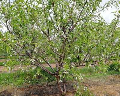 CEBAL com novo projeto de promoção do conhecimento e competitividade do amendoal no Alentejo