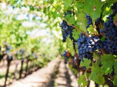 CEBAL organiza evento sobre Tecnologia de Membranas dedicado à fileira do Vinho