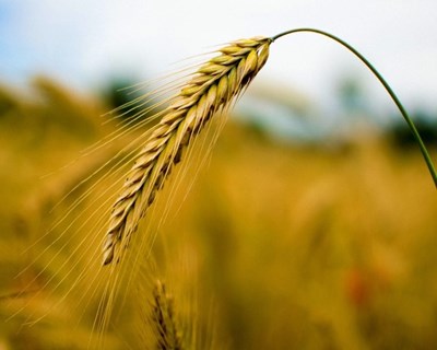 Central de Cervejas e Agri Marketplace unem-se para apoiar produtores nacionais