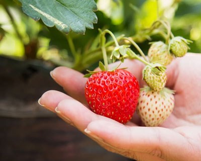 Centro de Investigação para a Sustentabilidade acolhe produtores de pequenos frutos em Odemira
