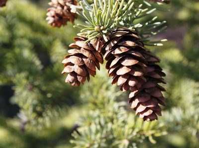 Centro Pinus promove prémio de jornalismo florestal