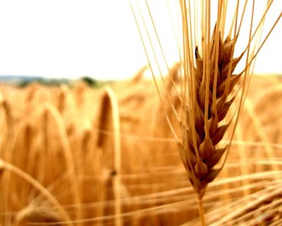 Cereais: produção mundial cresce