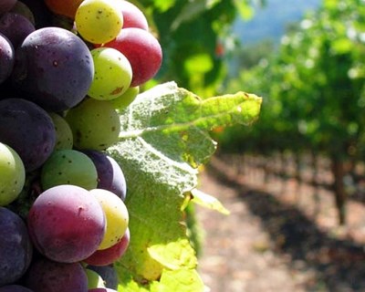 Certificação de produção sustentável já está disponível para os produtores do Alentejo