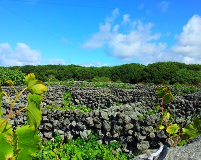 Certificação de vinhos nos Açores cai para metade em 2016