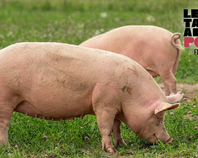FILPORC apresenta certificação voluntária em Bem-Estar Animal à produção suinícola