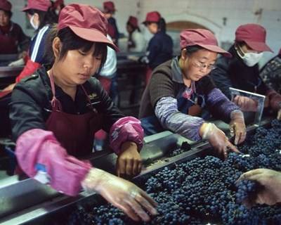 China ultrapassa França como 2ª maior vinha do mundo