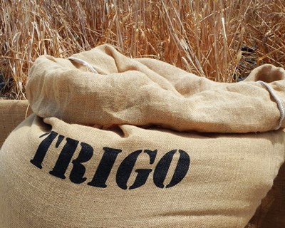 CIC prevê menos 2% para a produção mundial de trigo e redução de existências