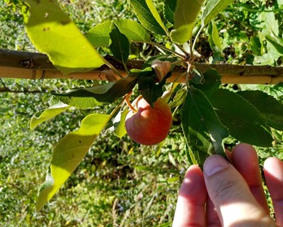 Cientistas da UMinho retardam deterioração de frutos com um produto das colmeias
