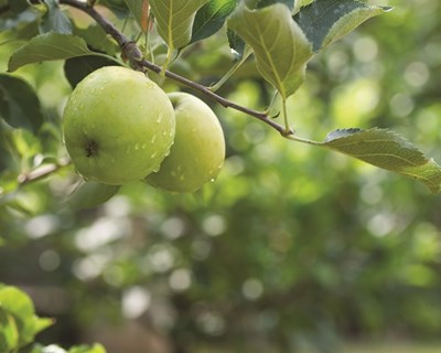 Clube de Produtores do Continente: o melhor de Portugal junto do consumidor