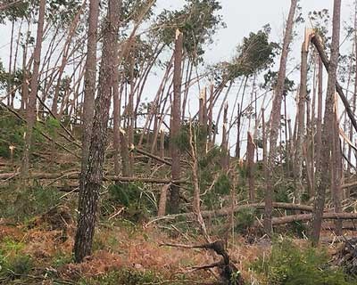 CNA considera que agricultores afectados pela tempestade devem ser compensados com celeridade