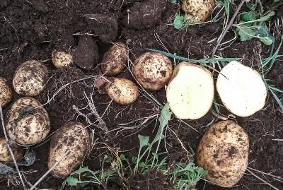 Colheita da batata de semente 2016 em Montalegre