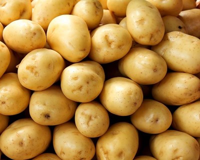 Colheita da batata na Agroglobal 2020