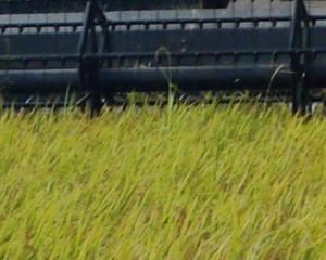 Colheita de cereais da China atinge recorde com 607,1 milhões de toneladas