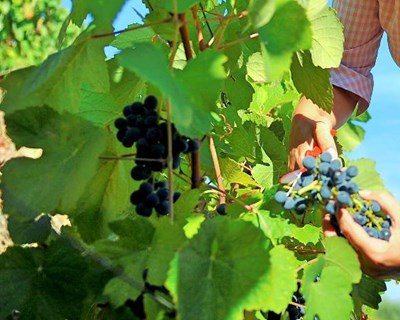 Colheita no Douro diminui 15% para as 197.077 pipas de vinho em 2018