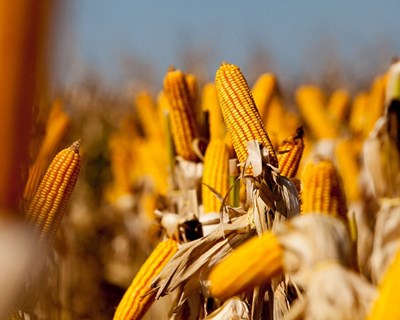 Comissão Europeia autoriza oito produtos para utilização em alimentação humana e animal