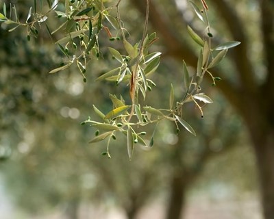 Comissão Europeia exige maior rapidez na erradicação das plantas contaminadas com Xylella fastidiosa em Espanha