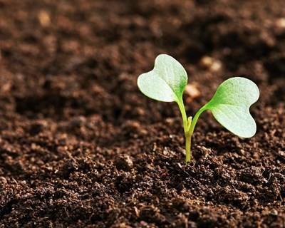 Comissão Europeia pondera avançar com medidas para simplificar o "Greening"