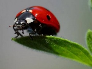 Comissão Europeia quer incentivar pequenos agricultores a produzir de forma biológica