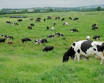 Comissão Europeia realiza balanço da UE em proteínas alimentares para 2019/20