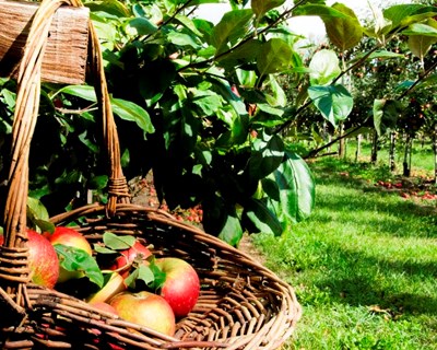 Comissão Europeia convida à apresentação de candidaturas para segunda edição dos EU Organic Awards