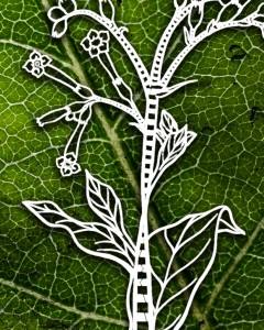 Concurso – Plantas Transgénicas: 30 anos de Estórias