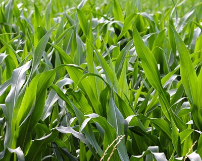 Conferência: A evolução da agricultura portuguesa nos últimos 60 anos