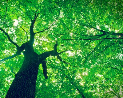 Conferência do “Prémio Floresta e Sustentabilidade” a 28 de junho no Porto