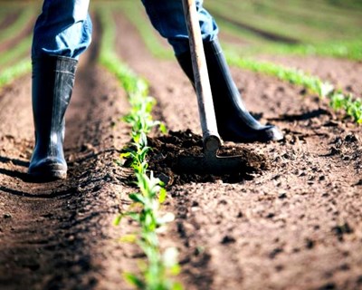 Conferência europeia discute o papel da inovação na agricultura na estratégia Do Prado ao Prato