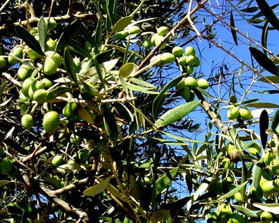 Conferência europeia sobre Xylella fastidiosa em Palma de Maiorca