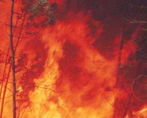 Conferência: Investigação em Fogos Florestais