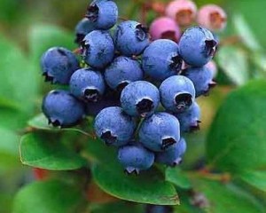 Conferencia sobre técnicas de antecipação da produção de pequenos frutos