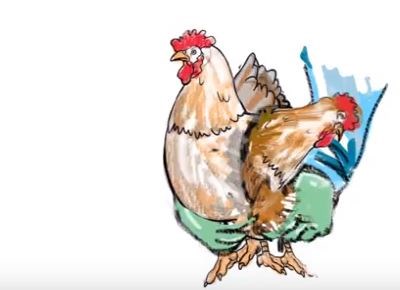 Conheça as melhores práticas para transportar aves