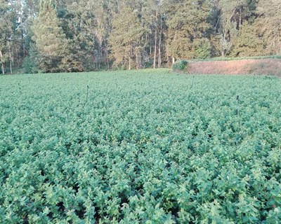 Conheça as variedades de plantas para 2020 da Careplants
