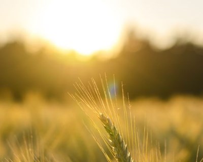 Conheça o Sistema Operativo da Agricultura