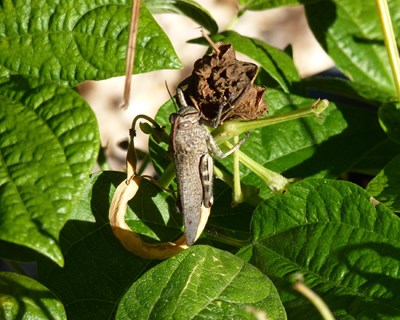 Conhece a Portugal Insect?