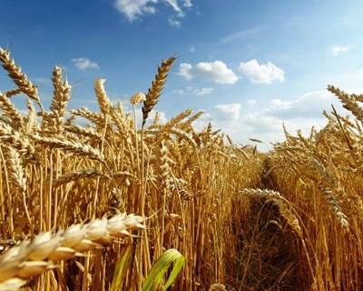 Conselho Internacional de Cereais estima produção recorde para trigo e milho