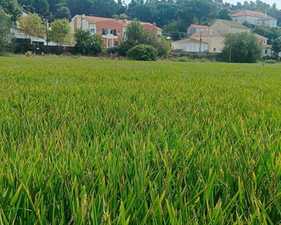 Consórcio do ensaio de rega gota-a-gota na cultura do arroz organiza dia de campo em Coimbra