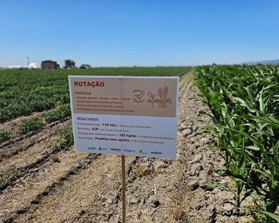 Consórcio do projeto TomAC demonstra potencial da Agricultura de Conservação na cultura do tomate para indústria