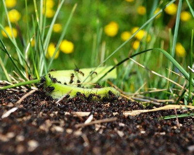 Consulta pública sobre a política de pesticidas decorre até 29 de outubro