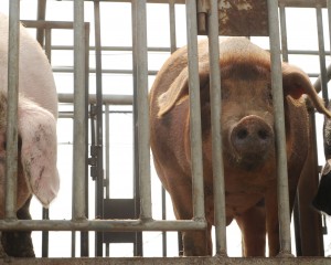 Consumo Mundial de antibióticos em Animais de Produção aumentará 67% até 2030