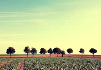 Contributo da PAC não travou o declínio da biodiversidade das terras agrícolas