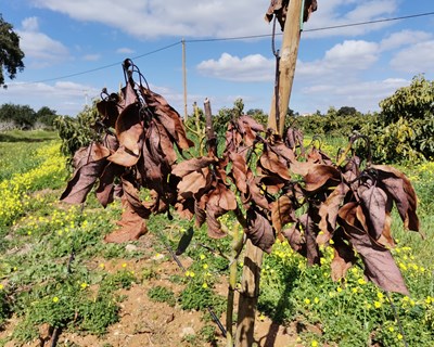 Controlo Fitossanitário de "Dieback" em Abacateiros - Bibliografia