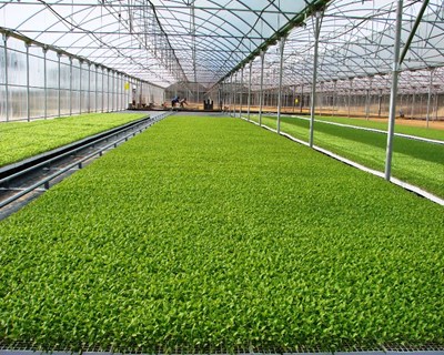 Cooperativa Agrícola do Sado comemora 20 anos