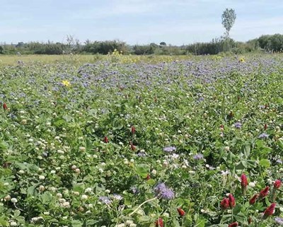 Coruche acolhe dia aberto dedicado às Culturas de Cobertura, à Biodiversidade e à Vida do Solo